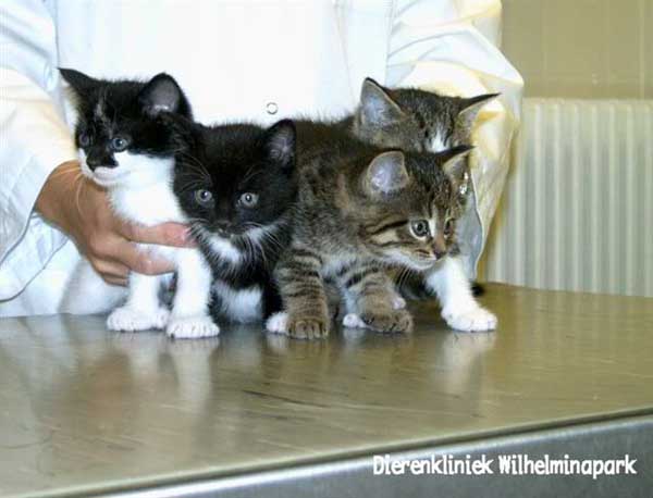 De kittens bij elkaar. Dierenkliniek Wilhelminapark in Utrecht